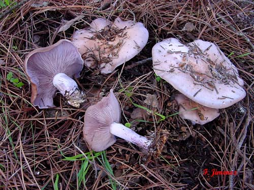 Lepista nuda